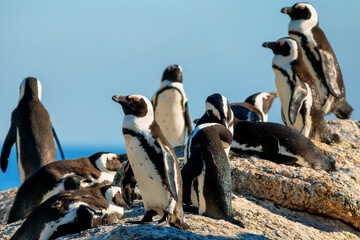 An African Penguin standing on a rock, eyes closed, enjoying the morning sunshine, other penguins slightly out of focus in the background, preening or sleeping