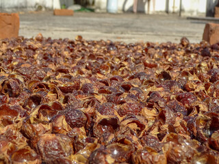 Soap nuts deseeded spreaded evenly under sun dry for making powder