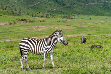 Fototapeta na wymiar Zebra walking on green Meadow, Background the Ngorongoro Crater with the green Meadow 