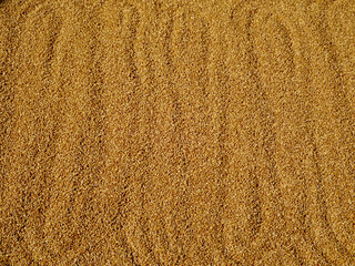 Whole grain Wheat spreaded evenly under sun dry