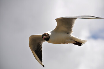 Lachmöwe im Flug