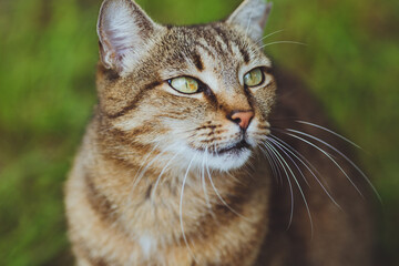 Obraz premium Cute beautiful cat on the green grass.