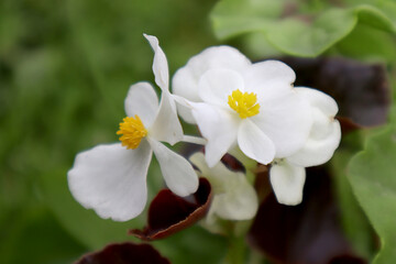 Obraz na płótnie Canvas White begonia flowers. Home plant. 