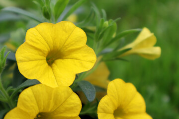 Outsidepride Yellow Calibrachoa Flower