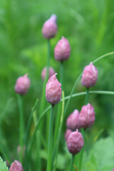 Buds of decorative onions in the meadow