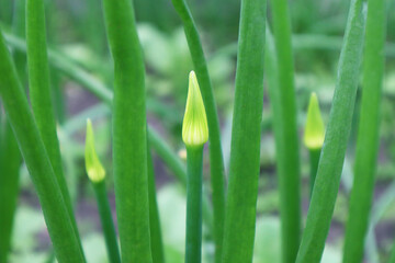 Obraz premium Onion bud in the garden