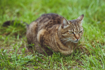 Naklejka na ściany i meble Cute beautiful cat on the green grass.