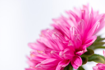 Macro photo of beautiful flowers called aster on a white background