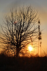 Fototapeta na wymiar trees in the shade at sunset