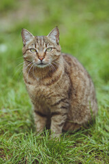 Naklejka na ściany i meble Cute beautiful cat on the green grass.