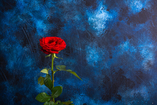 Red rose on a colored blue background