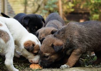 few multicolored puppies trying to eat a biscuit together