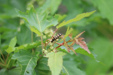 나무, 건물, 곤충, 한옥