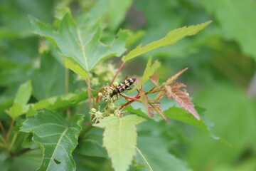 나무, 건물, 곤충, 한옥