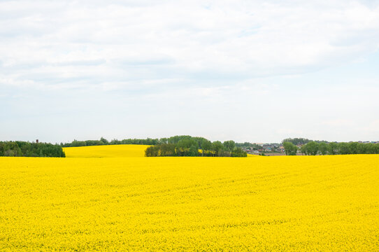 field with yellow rape and blue sky © smspsy