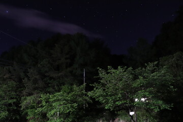 나무, 건물, 곤충, 한옥