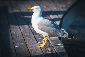 Yellow-legged gull basking in the sun