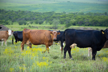 color cows in the field