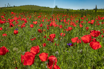the red tulip field