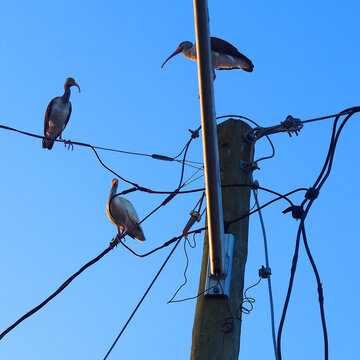 3 Birds On A Wire