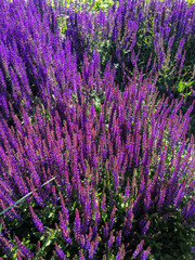 many purple blooming sage flowers on the street in summer