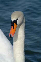 Obraz premium Schwan