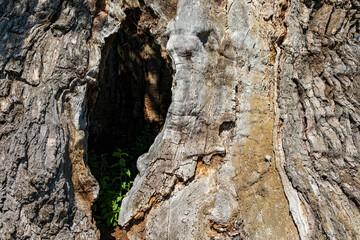 Stamm der 1000 jaehrigen Eiche und blauer Himmel, Nedensdorf