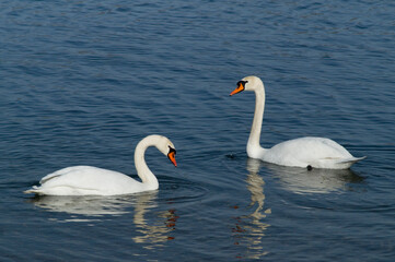 Fototapeta premium Schwan