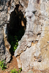 Alter Stamm der 1000 jaehrige Eiche bei Bad Staffelstein