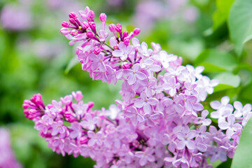 Lilac blooms. Spring lilac flowers. Beautiful bouquet of lilac.