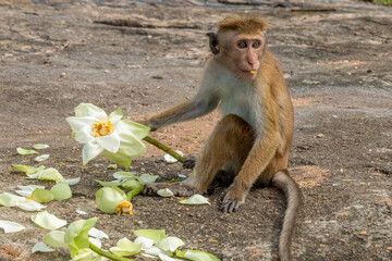 Dambulla - Toque Macaque