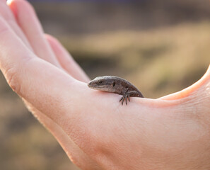 A lizard in the hands of a man. A small reptile sits on the hands of a man.