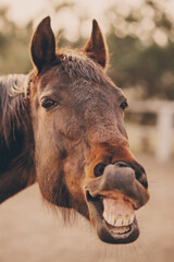 The face of a neighing horse close-up.