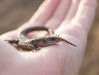 Lizard in the hands of a man close-up. A small reptile is sitting on the hands of a man.