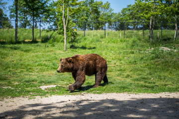 brown bear in the woods running 