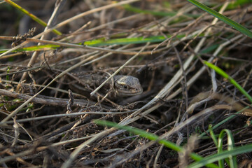 A lizard looks out from the grass. Small reptile in the grass close-up.