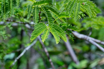 Green leaves