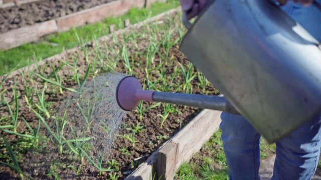 the gardener goes and waters from a watering can seedlings of young onions in the garden bed