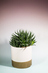 Cactus or Haworthia Fasciata in a pot against a plan soft two tone background
