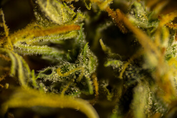 Macro weed 