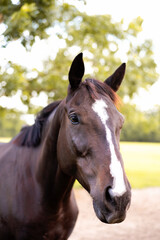 Portrait of a dressage and jumping horse in pasture, brown with white on it's face. 