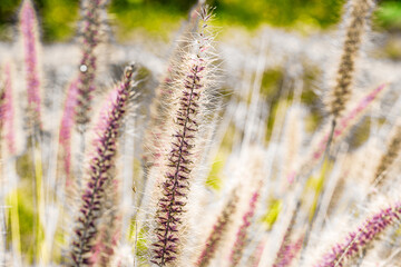 Fototapeta premium Grass