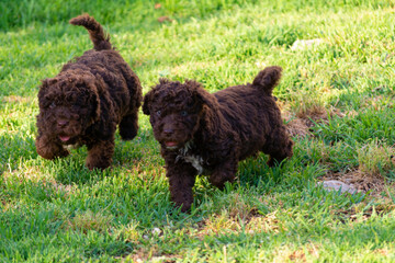 Fototapeta premium Perro de agua español 