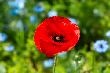 Field flowers. A red poppy flower against a background of blurred blue Nigella flowers, bright green grass. Summer time
