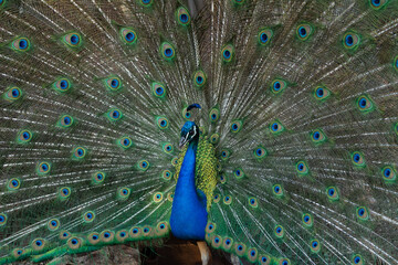 Obraz premium Peacock outlining next to chickens