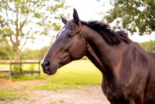 Portrait Of A Dressage And Jumping Horse In Pasture, Brown With White On It's Face. 