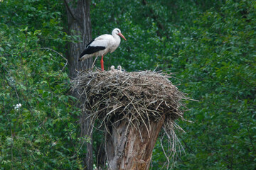 Weißstorch passt auf Nachwuchs auf