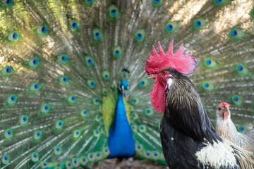 Peacock outlining next to chickens

