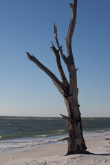 Driftwood on an ocean beach