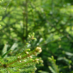Green spruce large branches for the background